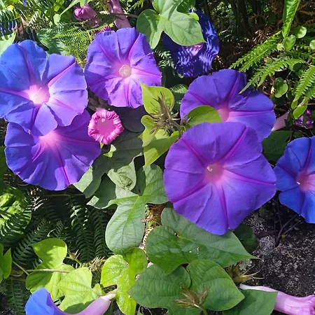 招待所 D'hotes La Casa Losa 埃斯波森迪