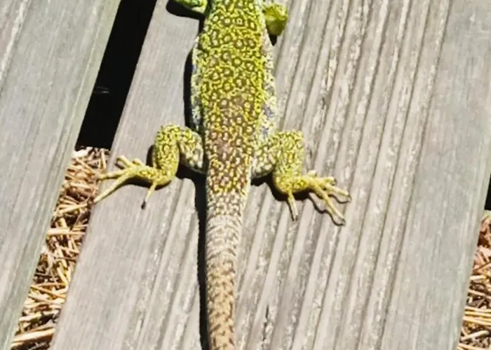 招待所 D'hotes La Casa Losa