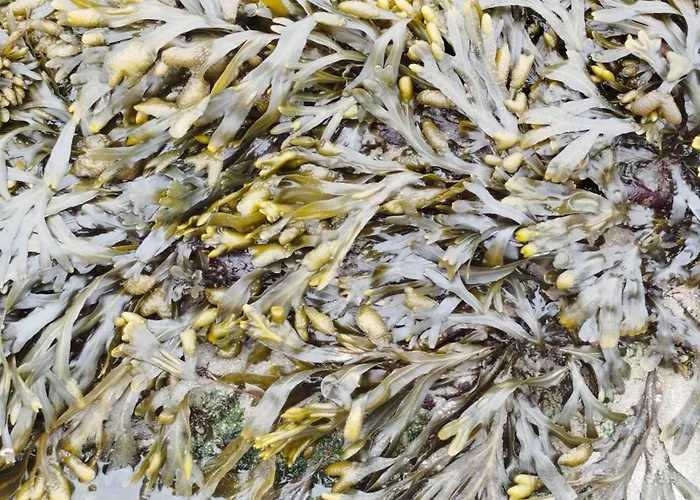 D'hôtes La Casa Losa Maison d'hôtes Esposende