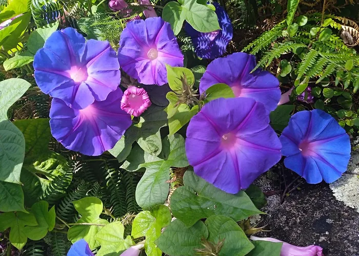 Maison d'hôtes D'hôtes La Casa Losa Esposende